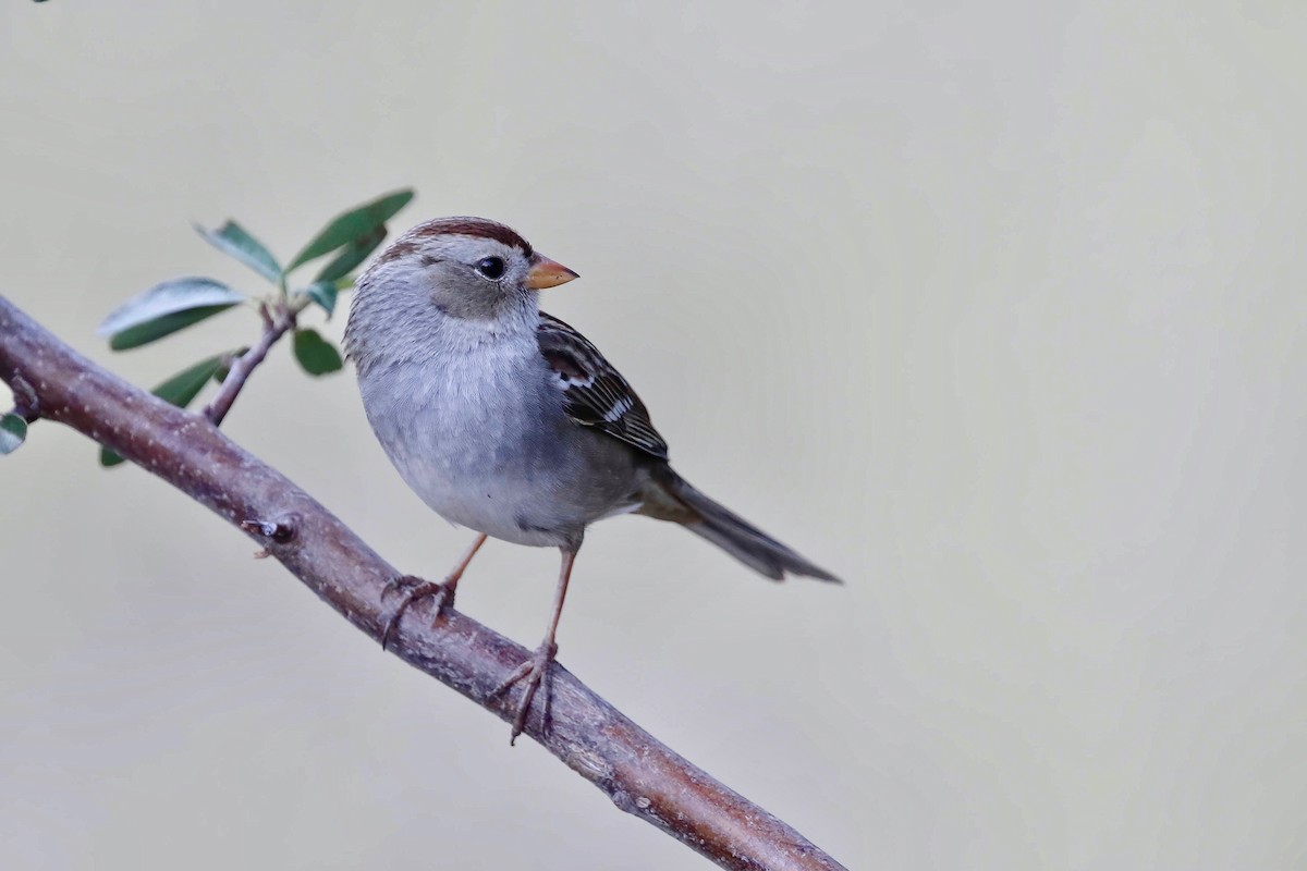 White-crowned Sparrow - Timo Mitzen