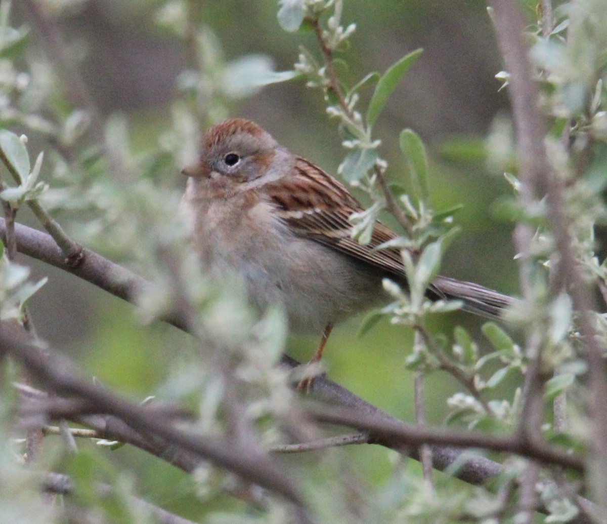 Field Sparrow - Robert Mitchell