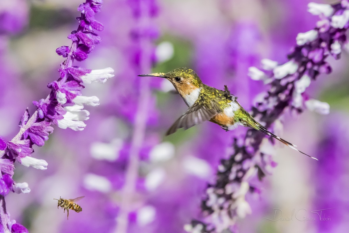 Sparkling-tailed Hummingbird - ML274910321