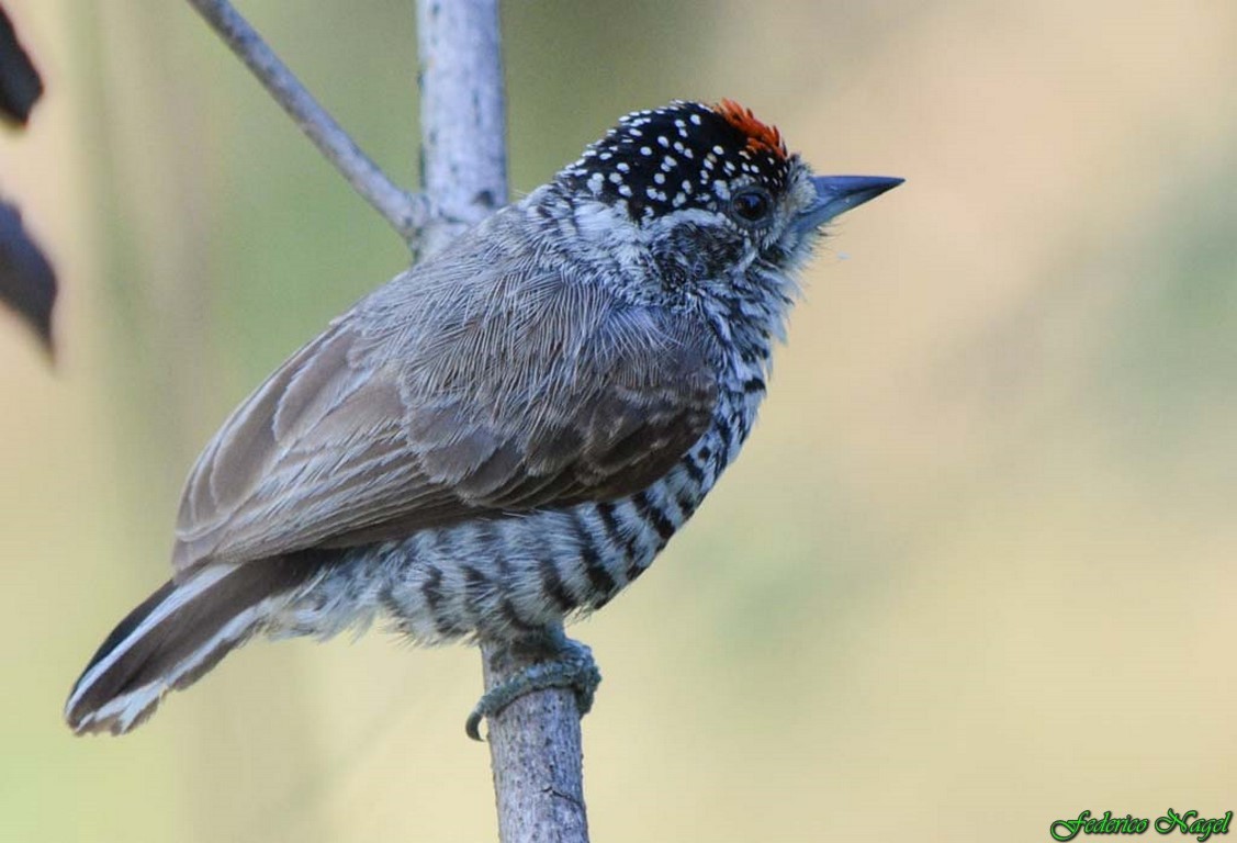 White-barred Piculet - federico nagel