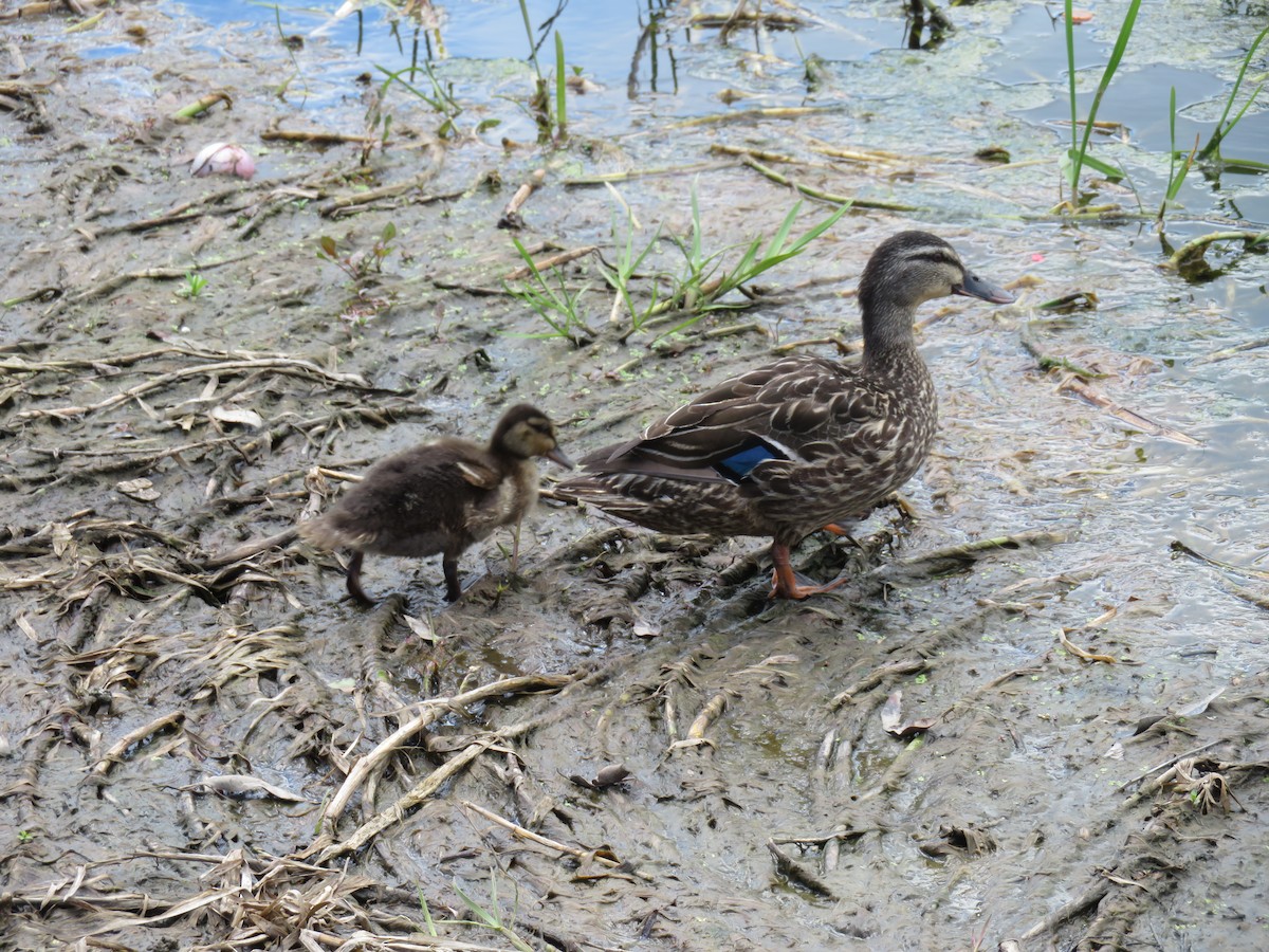 New Zealand Bird Atlas Checklist Oct Wiri Stream Reserve Trevor Hosken Drive