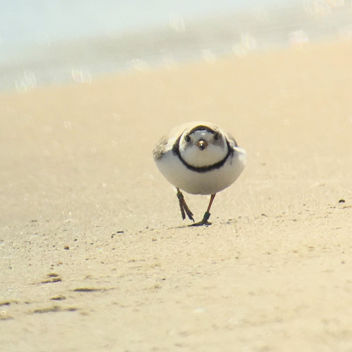 Piping Plover - Annette McClellan