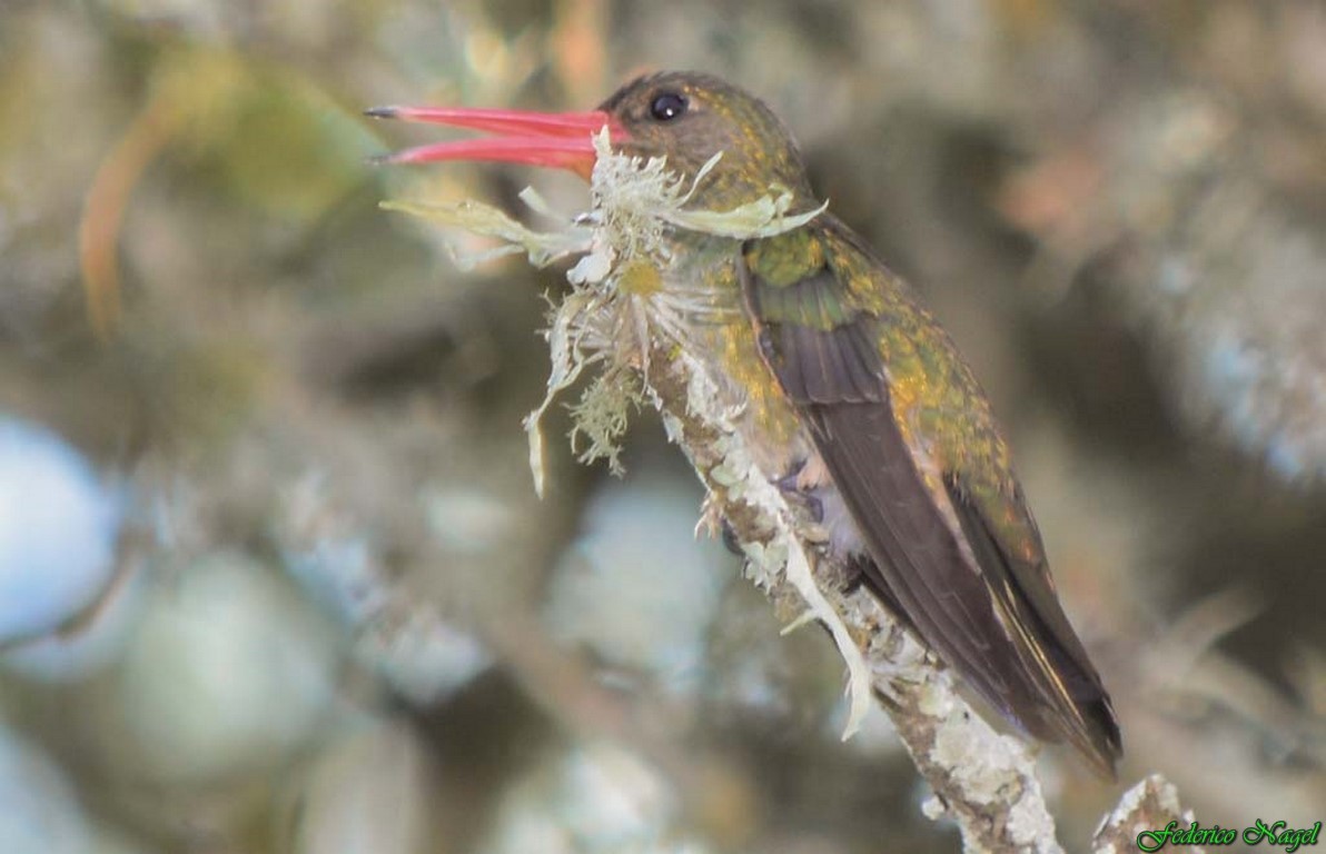 Gilded Hummingbird - federico nagel