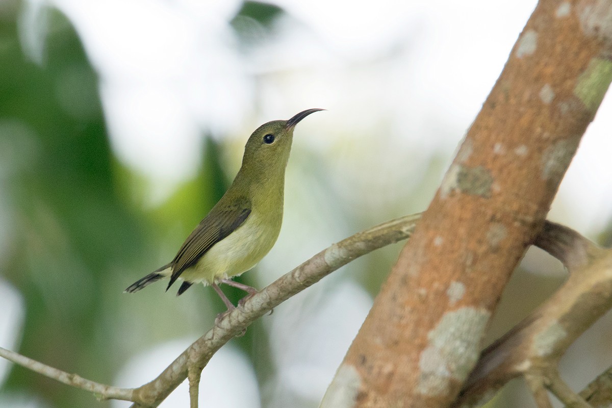 Fork-tailed Sunbird (Hainan) - Ayuwat Jearwattanakanok