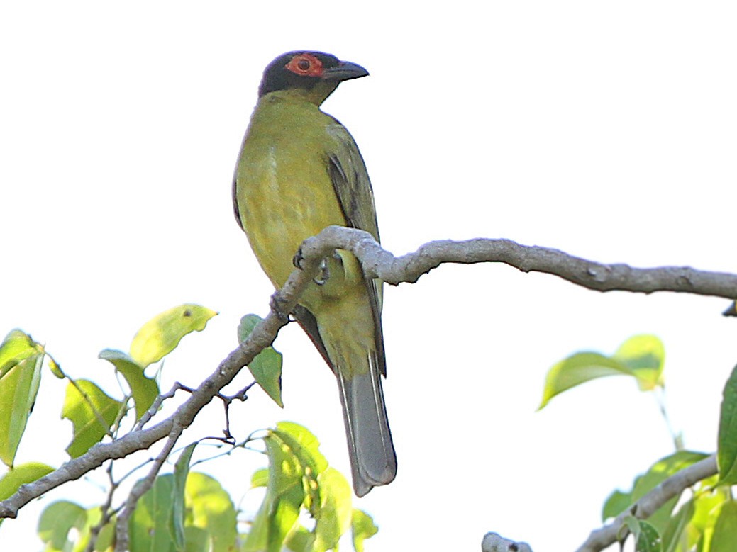 Green Figbird eBird