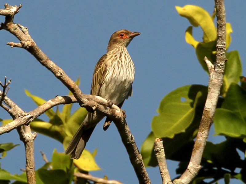 Green Figbird eBird