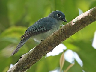 Cerulean Flycatcher - Eutrichomyias rowleyi - Birds of the World