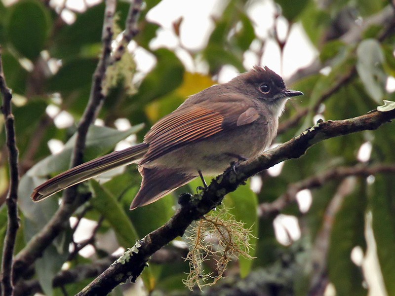 Brown-capped Fantail - Lars Petersson