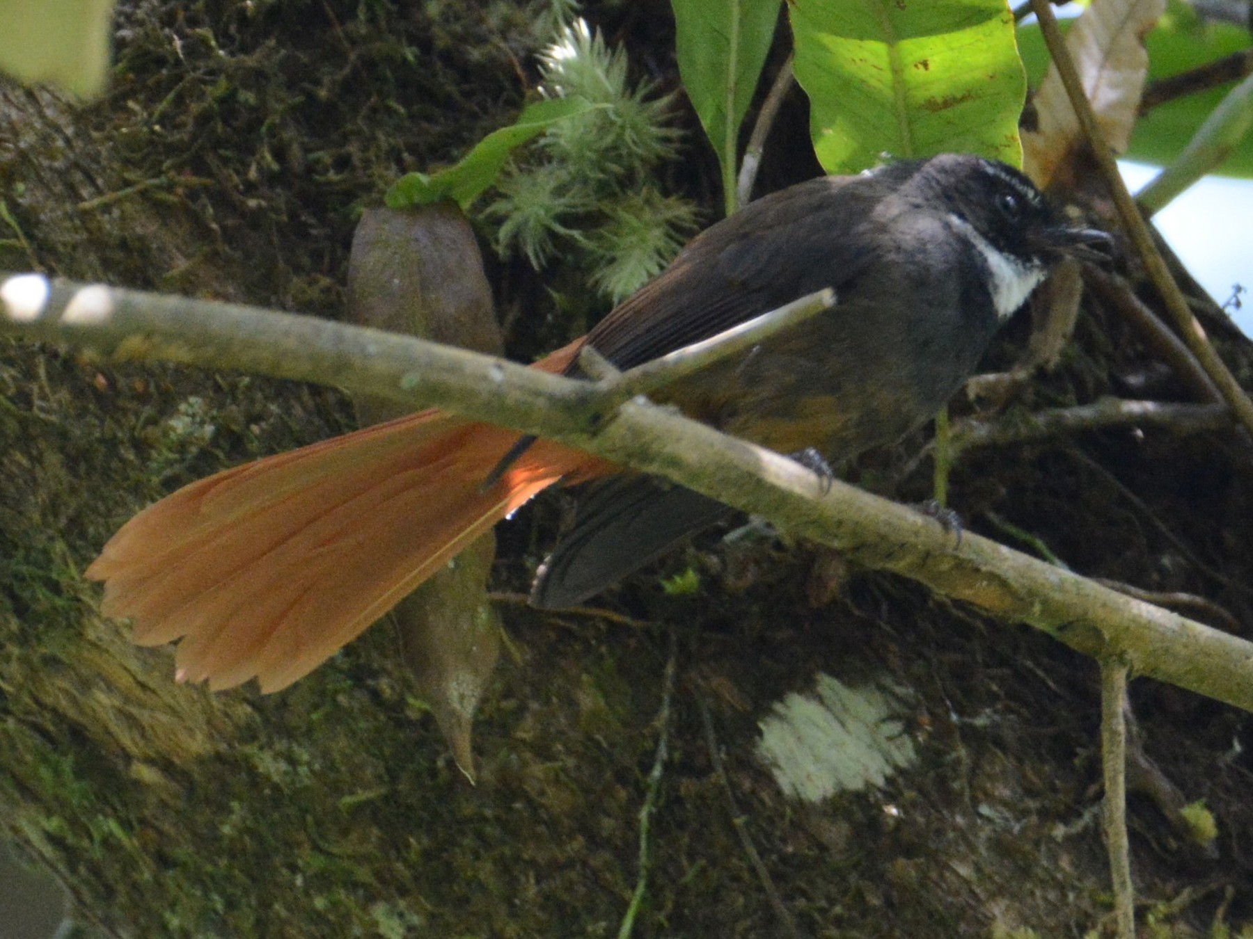 Rufous-tailed Fantail - Ari Noviyono
