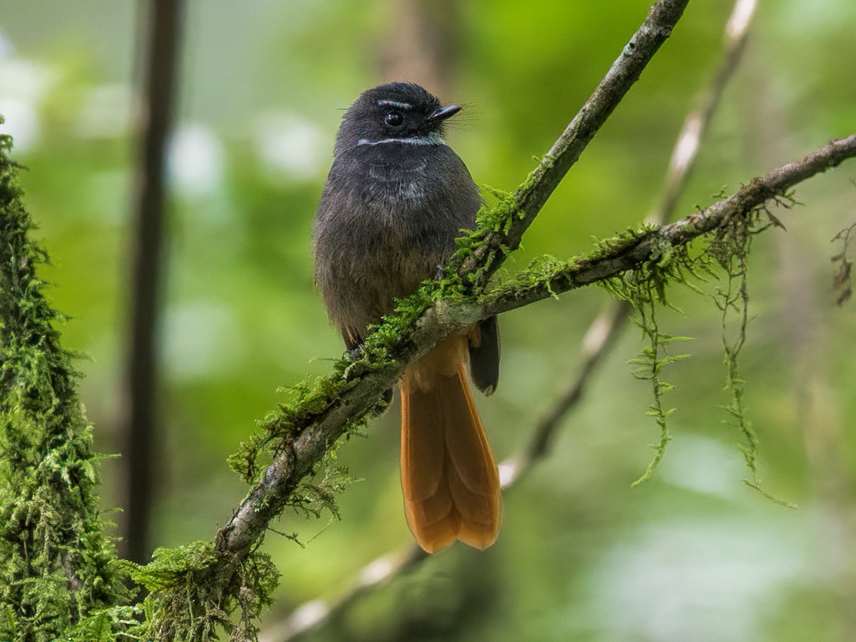 Rufous-tailed Fantail - Will Yan