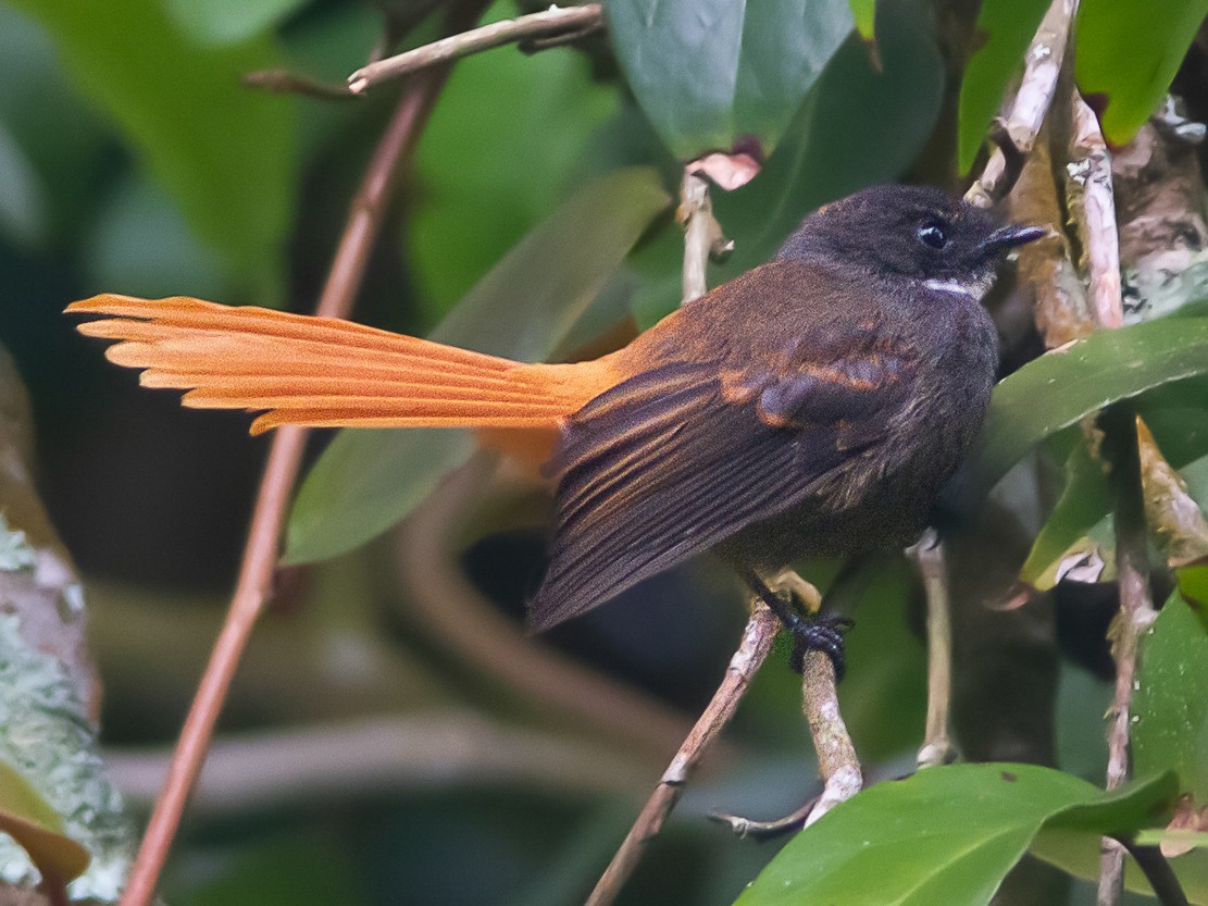 Rufous-tailed Fantail - Wade Strickland