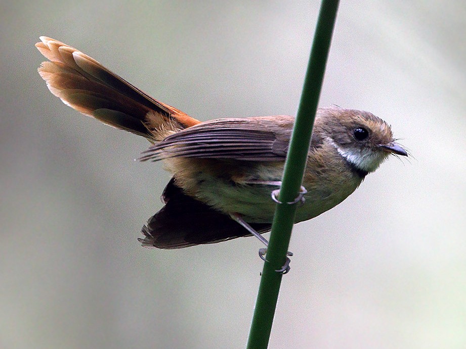 Tawny-backed Fantail - eBird