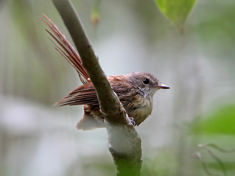 Long-tailed Fantail - Ebird