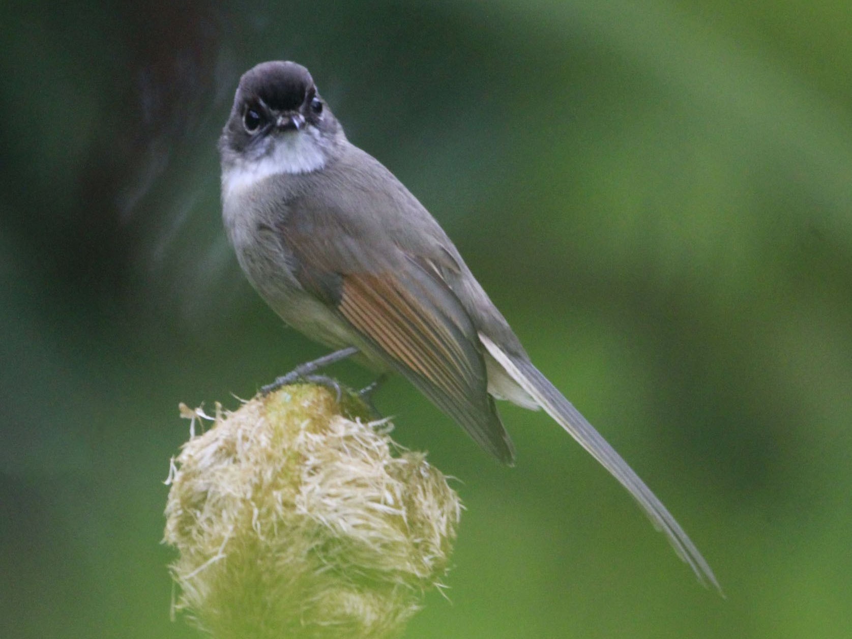 Brown-capped Fantail - Yovie Jehabut