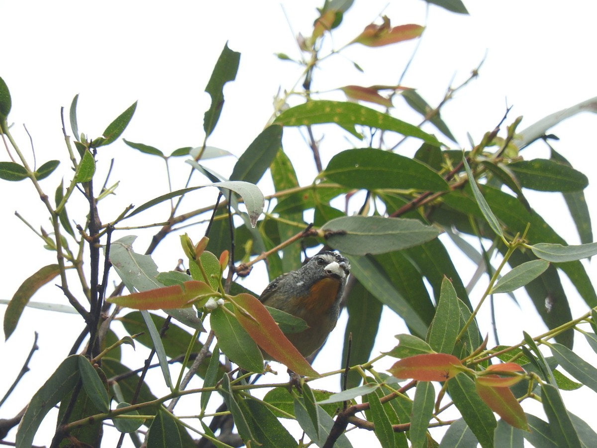 Spotted Pardalote - ML274923661