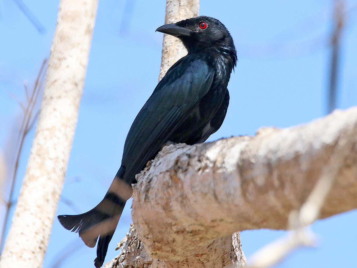 Wallacean Drongo - Tim Avery