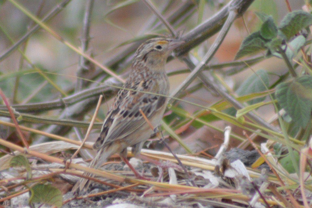 Grasshopper Sparrow - ML27492451