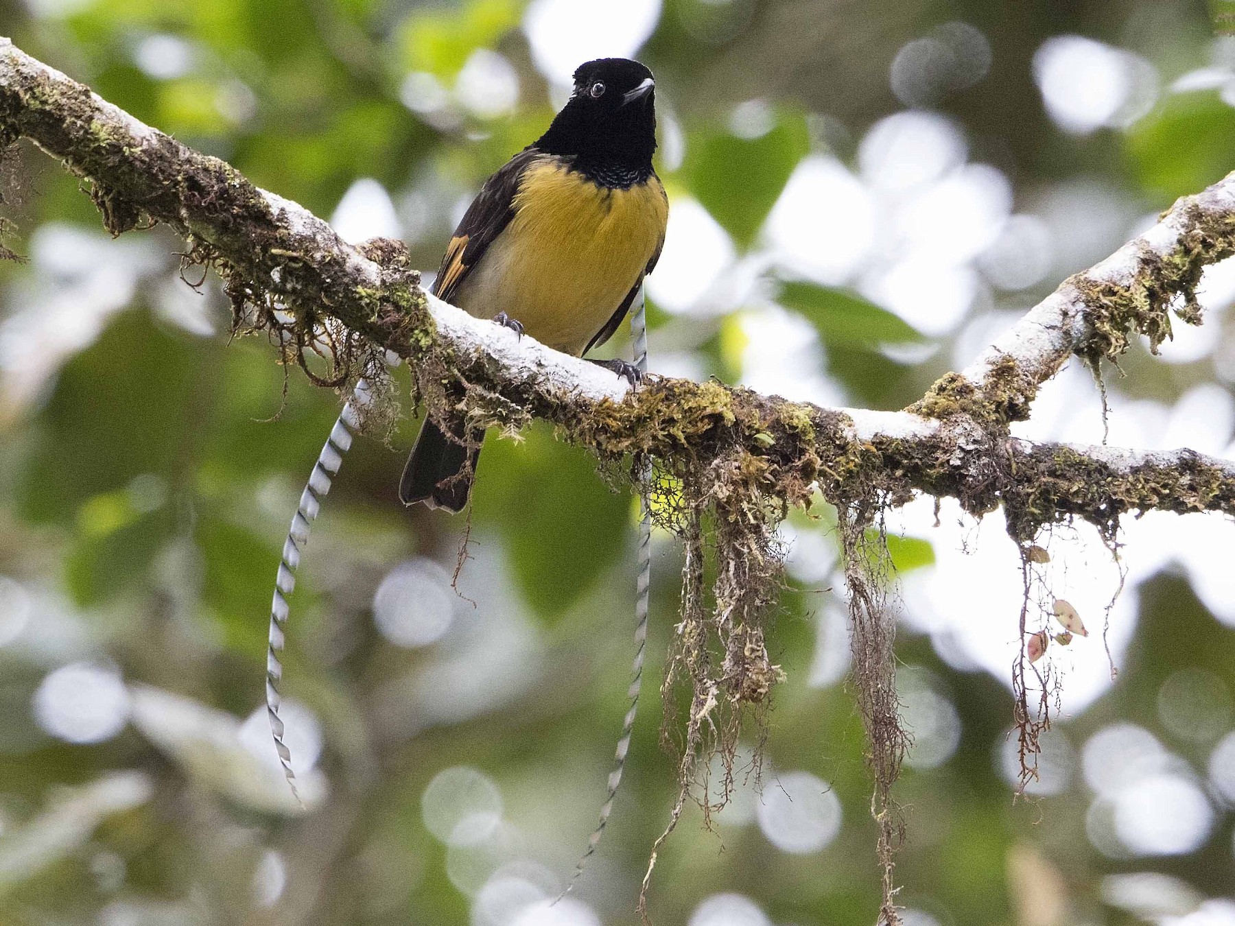 King-of-Saxony Bird-of-Paradise - eBird