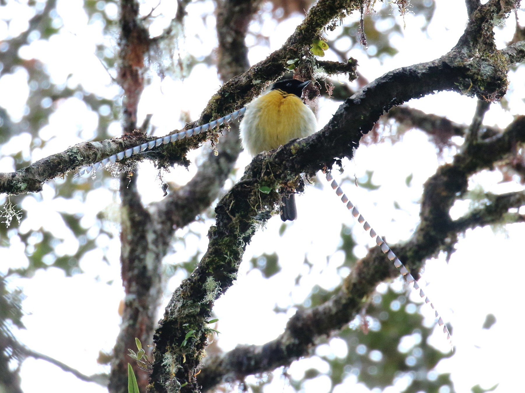 King-of-Saxony Bird-of-Paradise - eBird