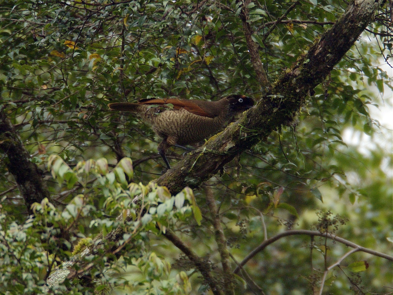 Ave del paraíso de Berlepsch - eBird