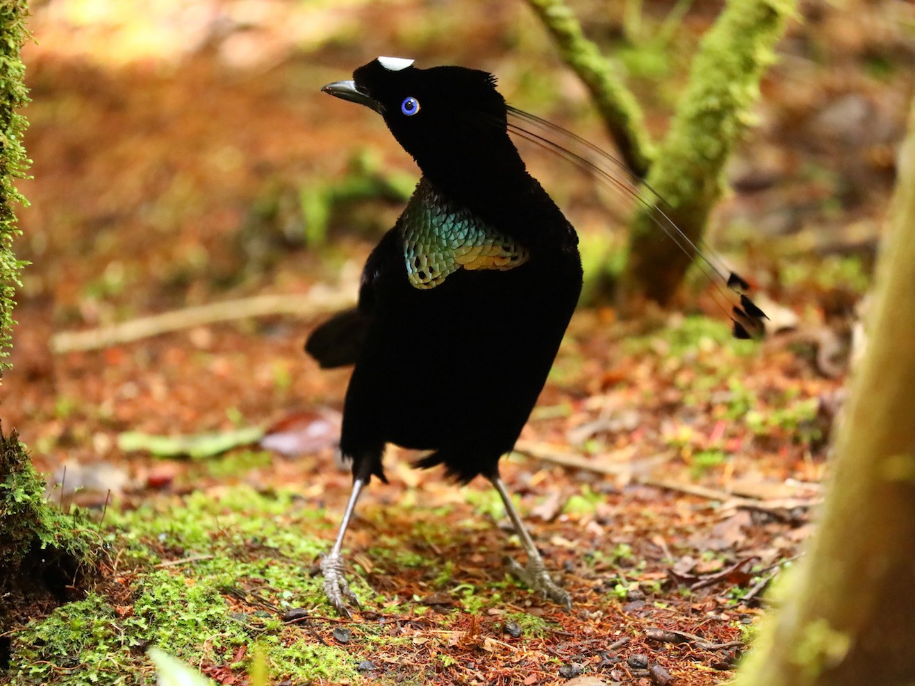 Western Parotia - Anonymous