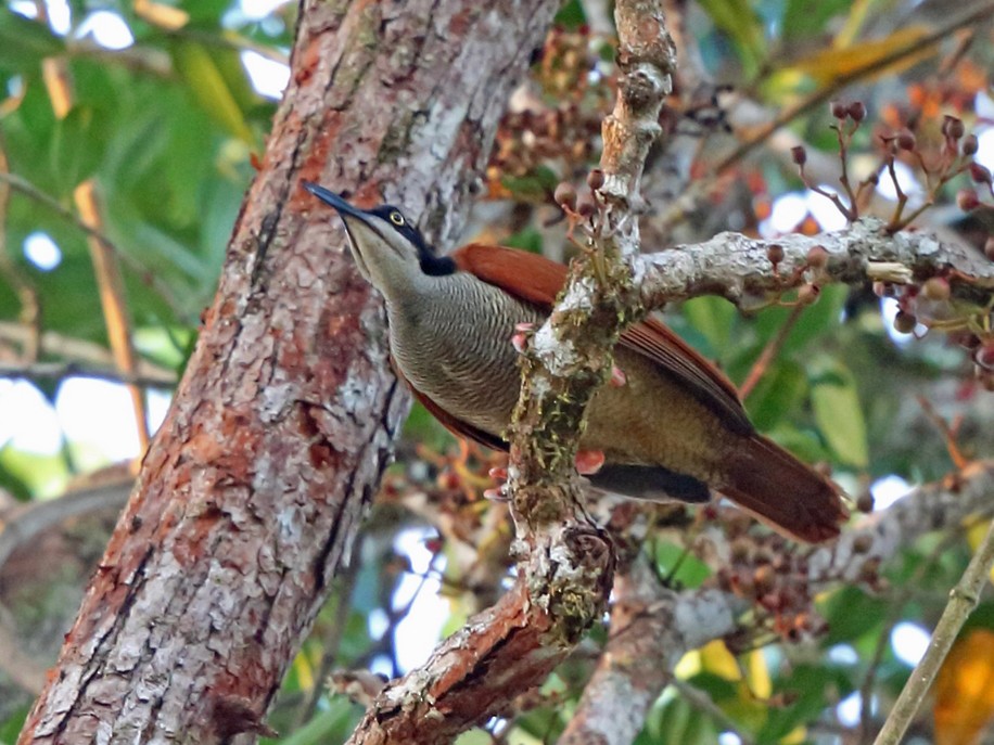 Twelve-wired Bird-of-Paradise - Nigel Voaden