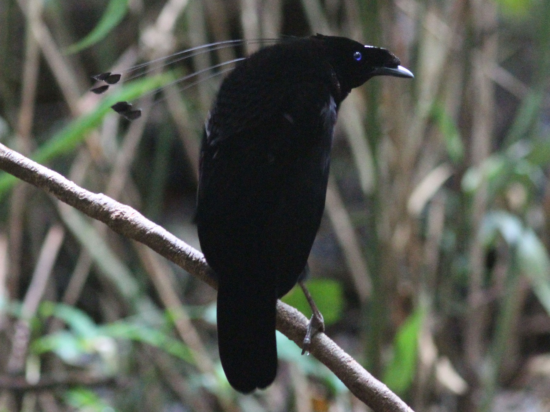 Ave del Paraíso de Pennant - eBird