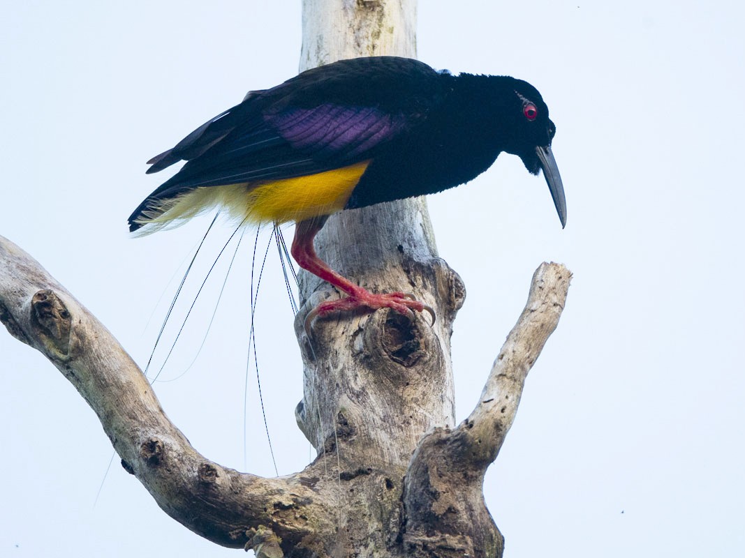 Twelve-wired Bird-of-Paradise - Ben Tsai