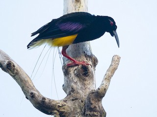 Twelve Wired Bird Of Paradise Seleucidis Melanoleucus Birds Of The World