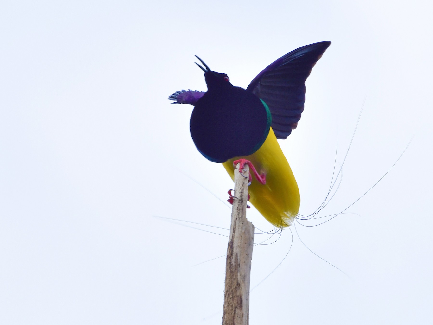 Twelve-wired Bird-of-Paradise - Anonymous