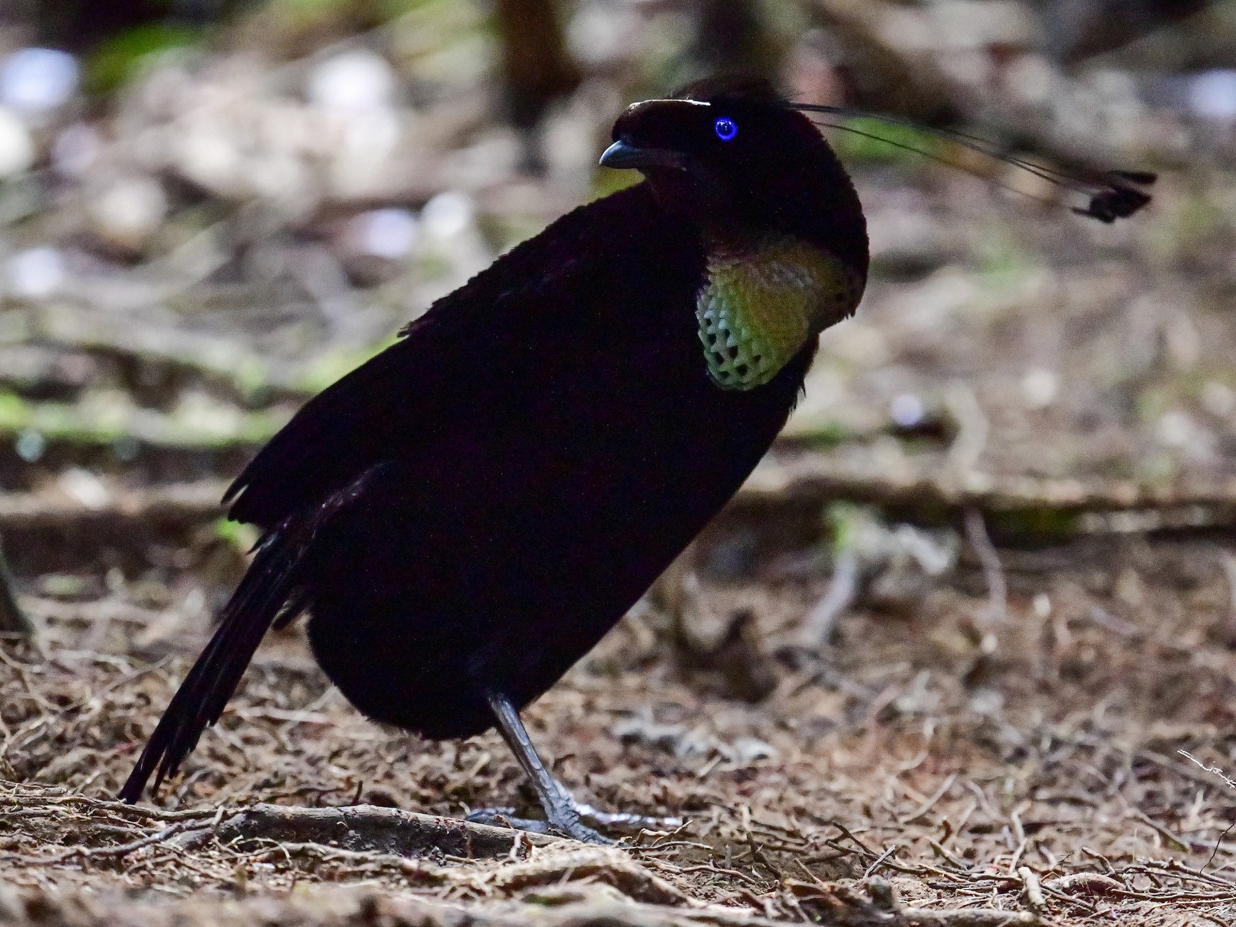 Ave del Paraíso de Pennant - eBird