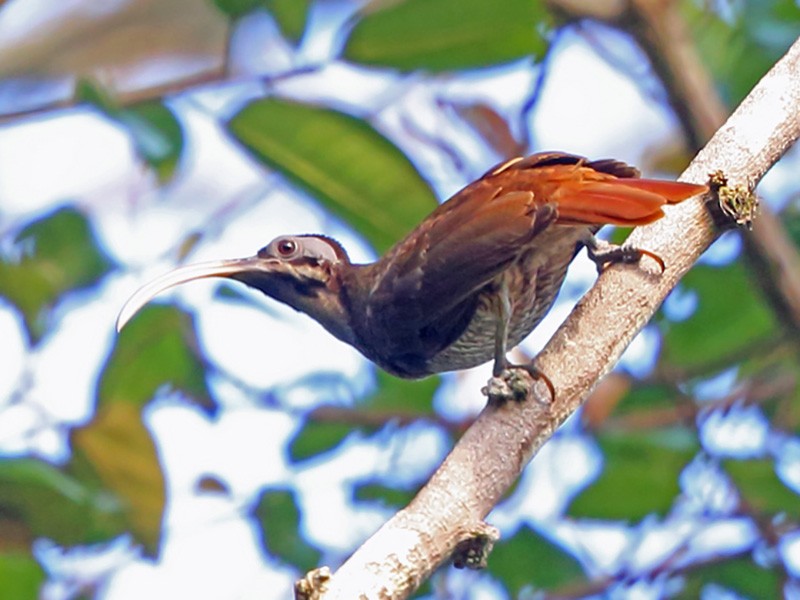 Pale-billed Sicklebill - Nigel Voaden