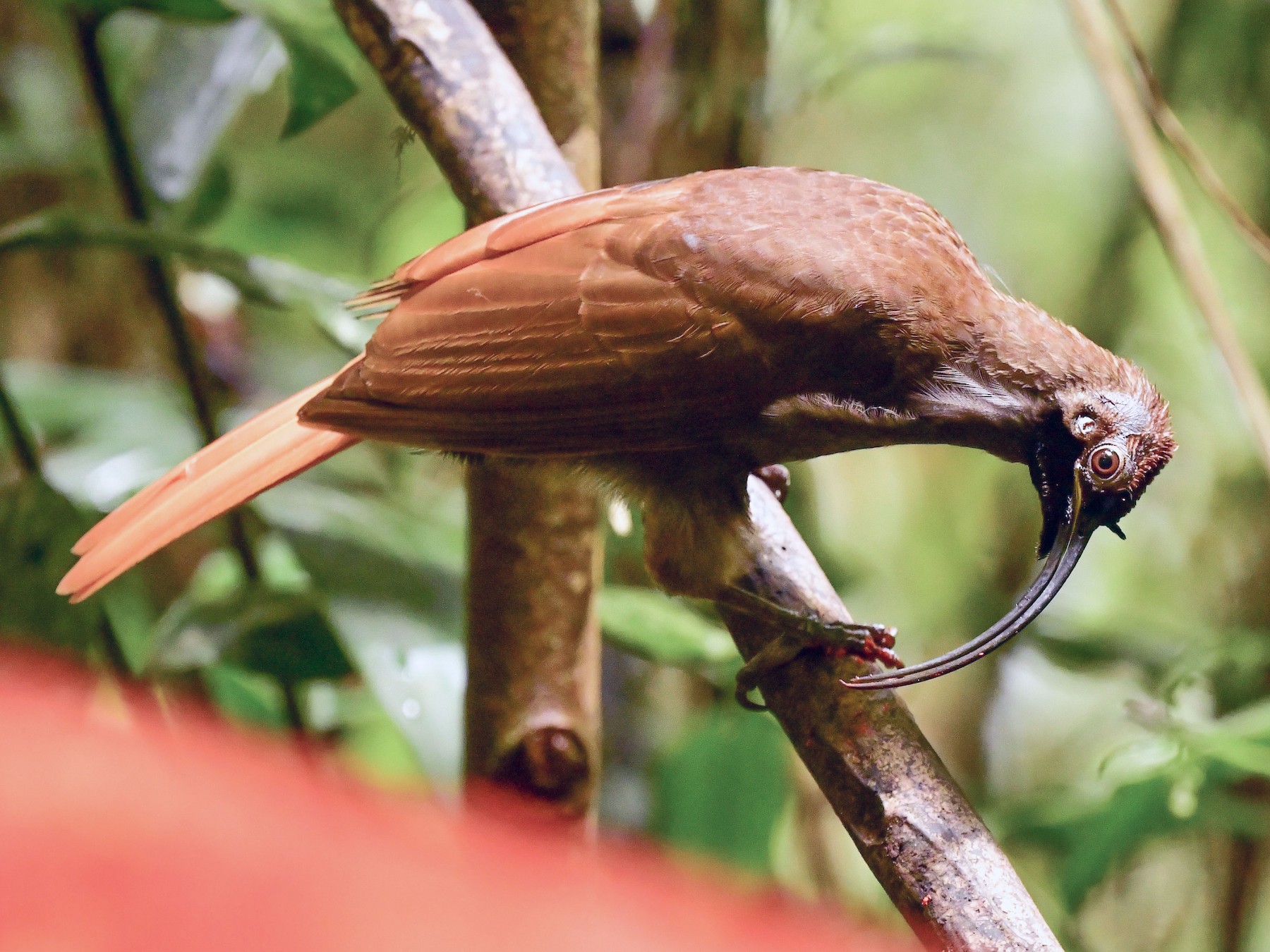 Black-billed Sicklebill - Anonymous