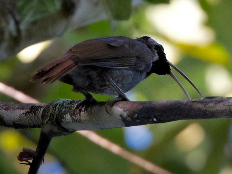 Pale-billed Sicklebill - Lars Petersson | My World of Bird Photography