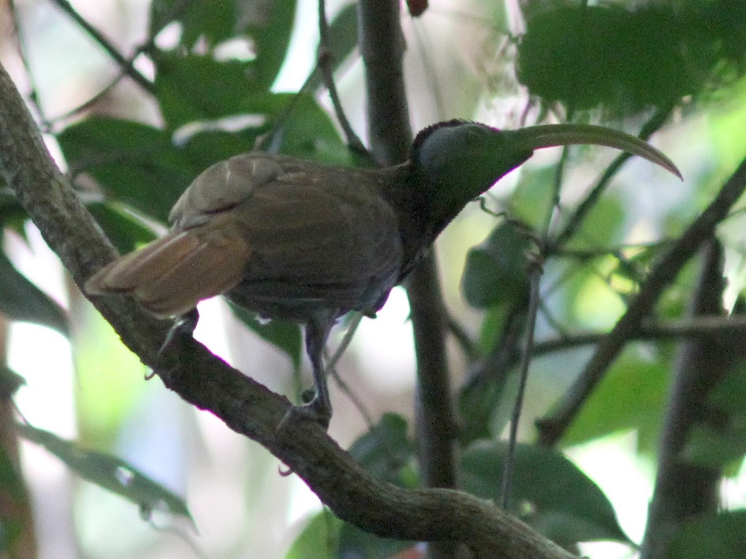 Pale-billed Sicklebill - Stephan Lorenz