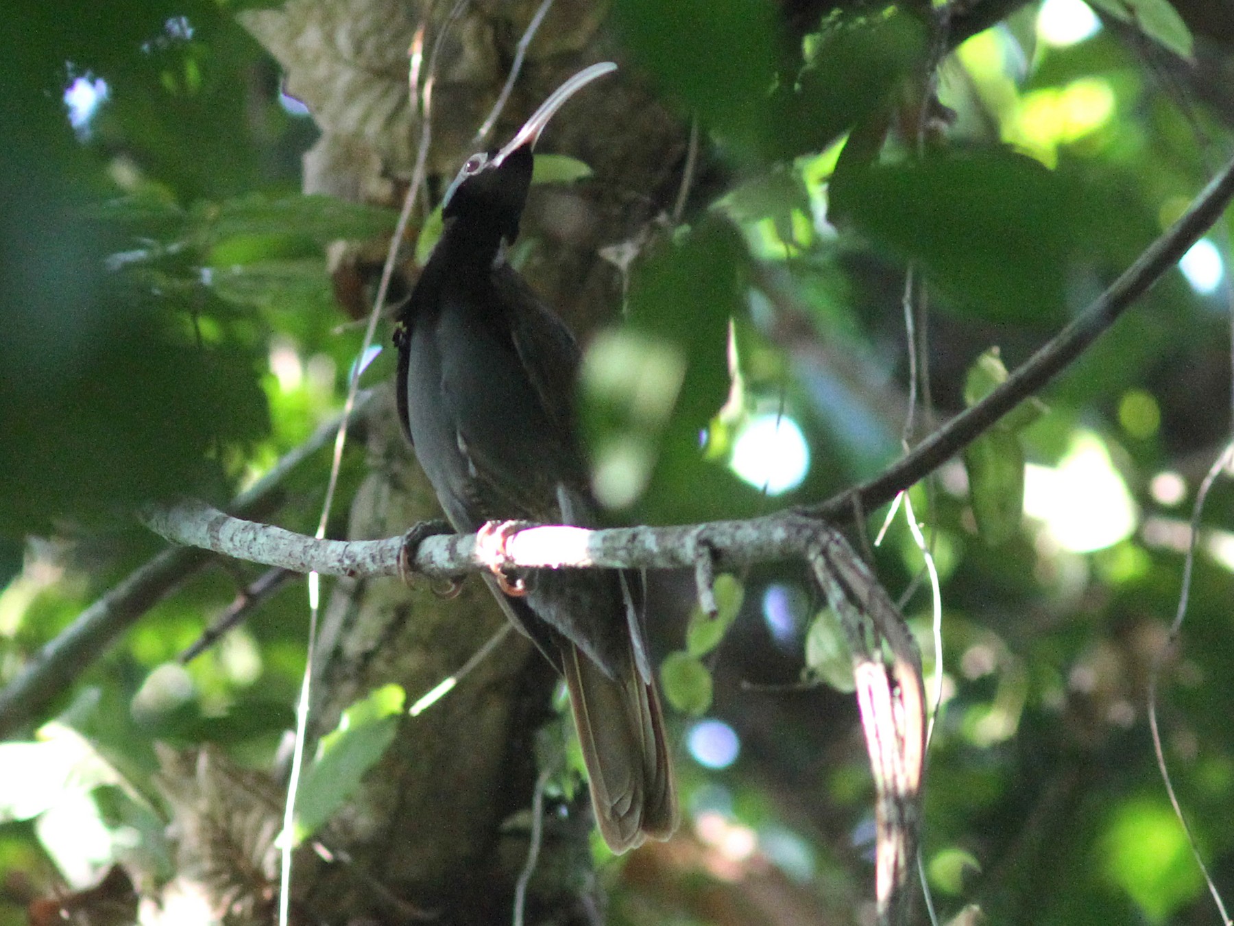 Pale-billed Sicklebill - Stephan Lorenz