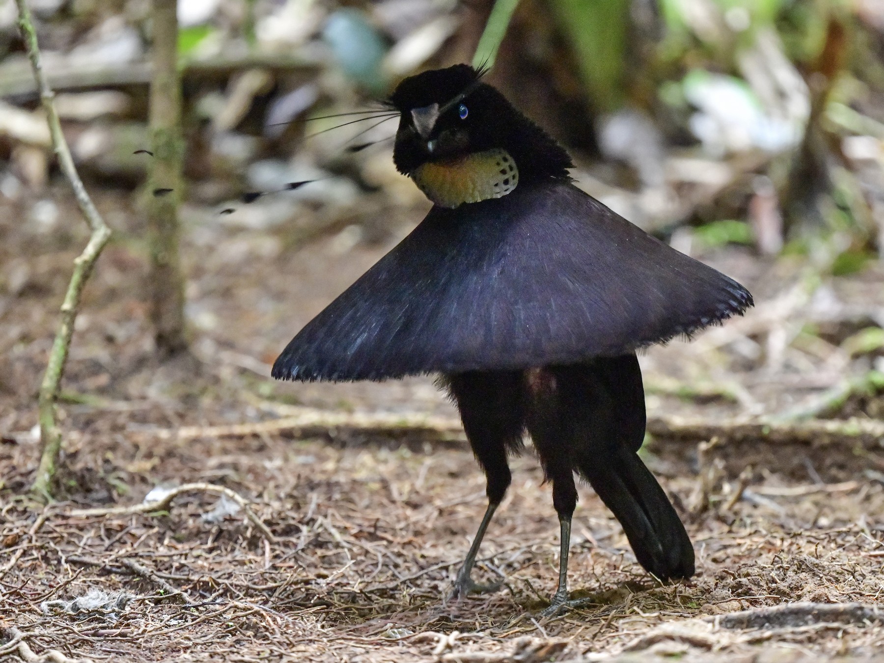 Western Parotia - Anonymous