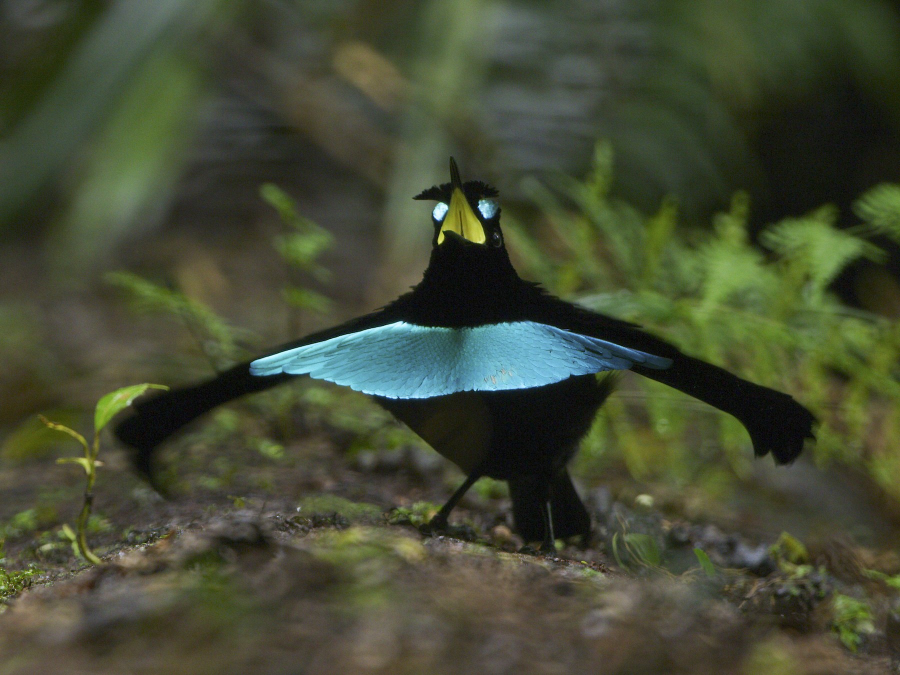 aves del paraiso