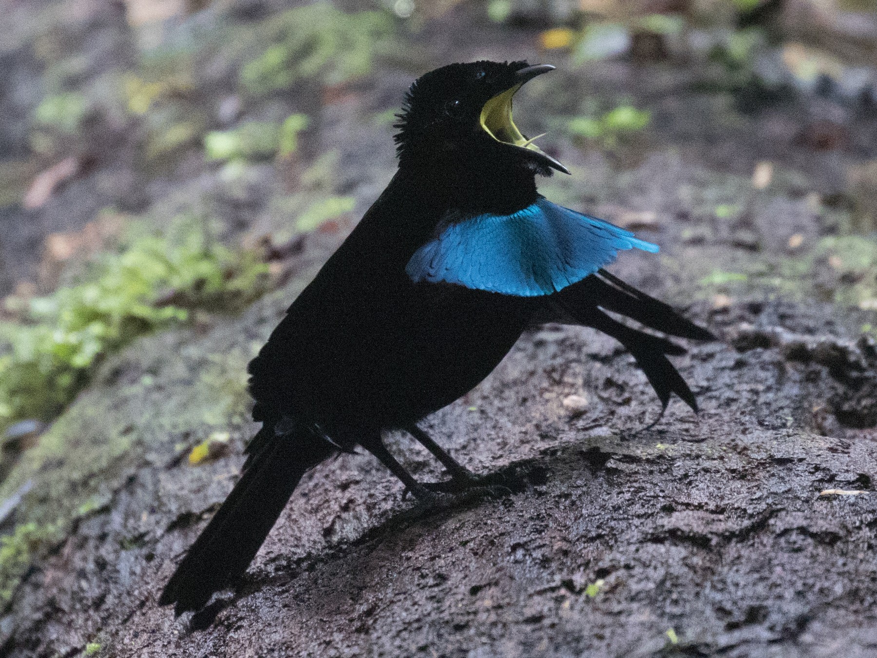 Superb Bird Of Paradise