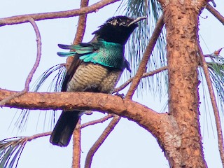 カタカケフウチョウ - eBird