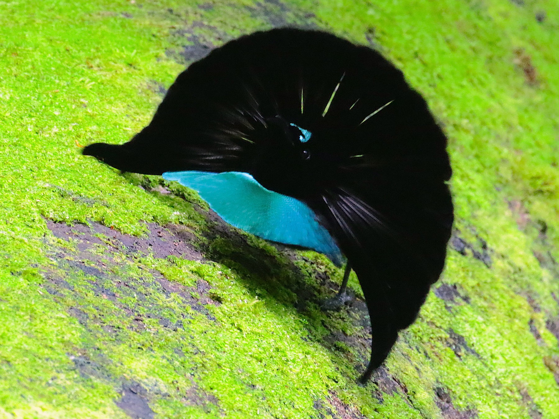 Ave del paraíso soberbia de Vogelkop - eBird