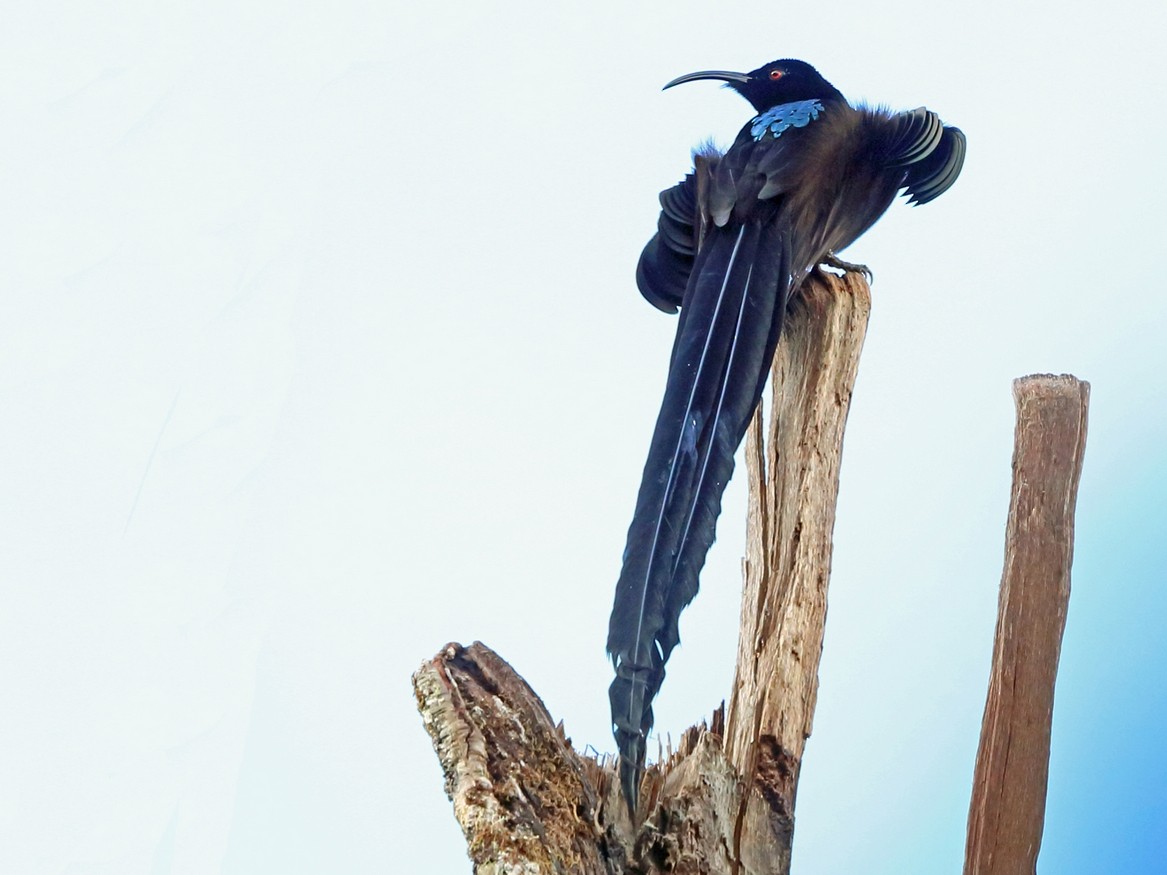 Black Sicklebill - Nigel Voaden