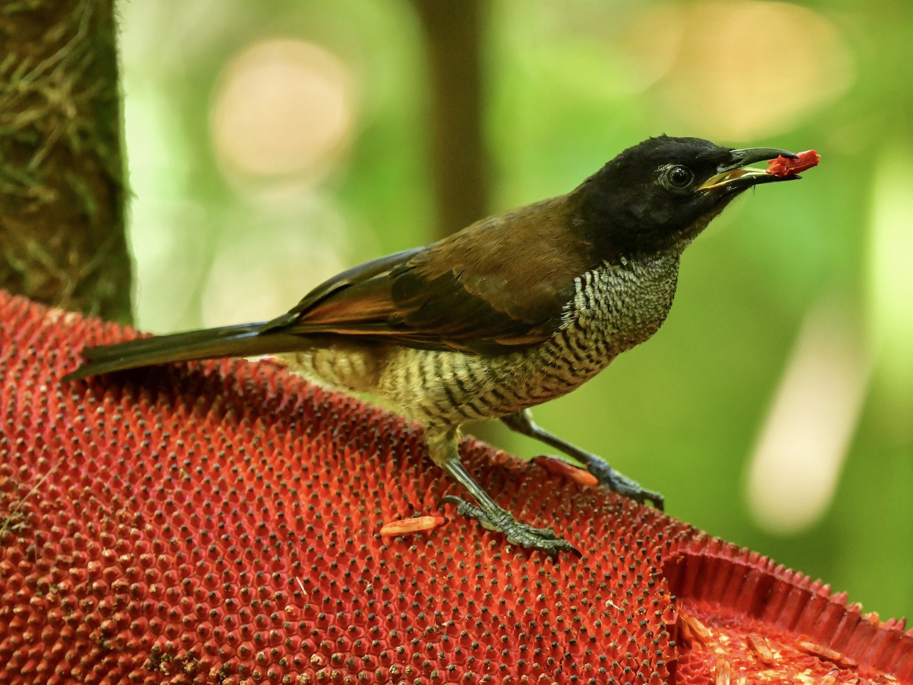 Vogelkop Lophorina - eBird