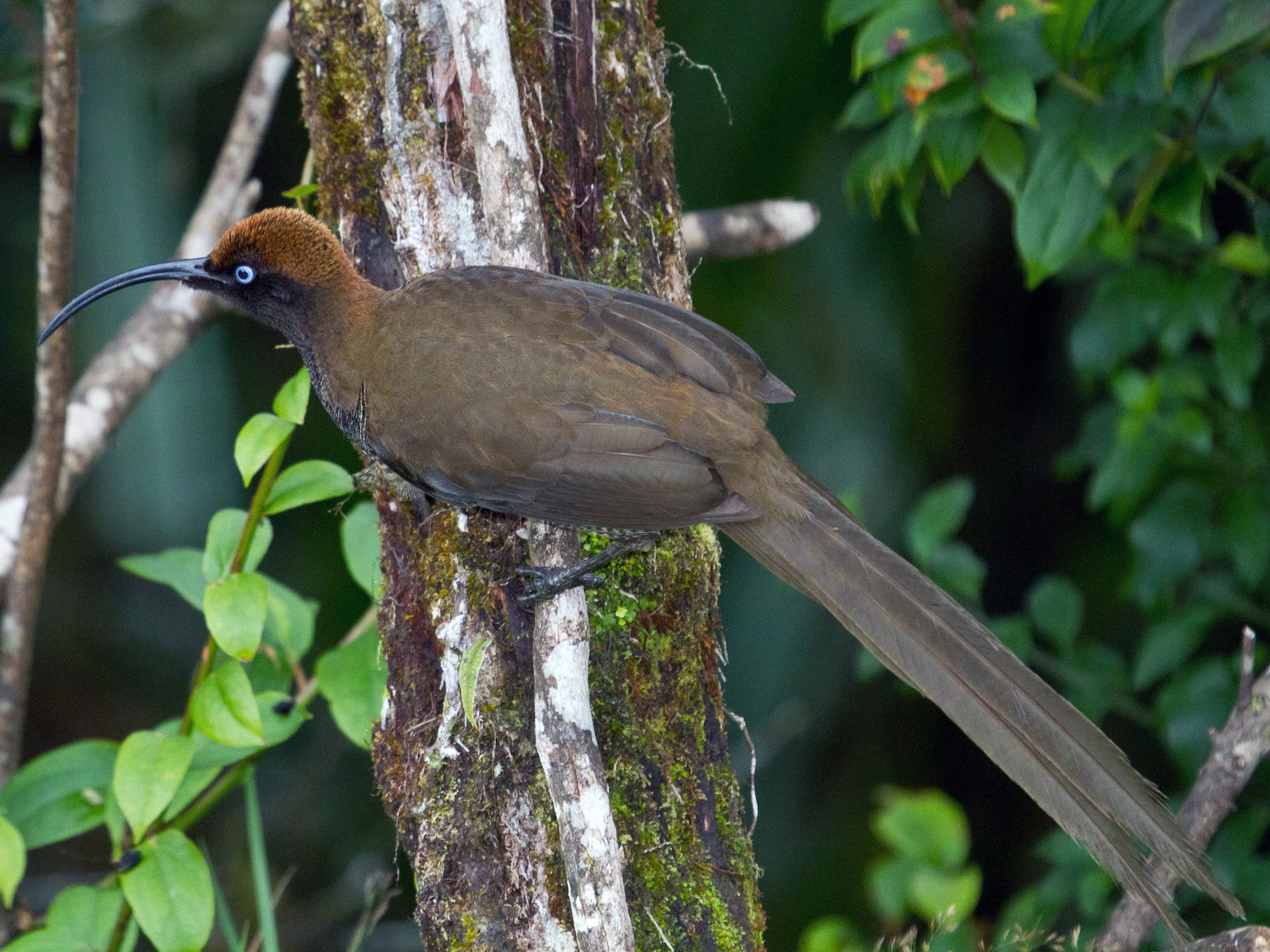 Brown Sicklebill - eBird