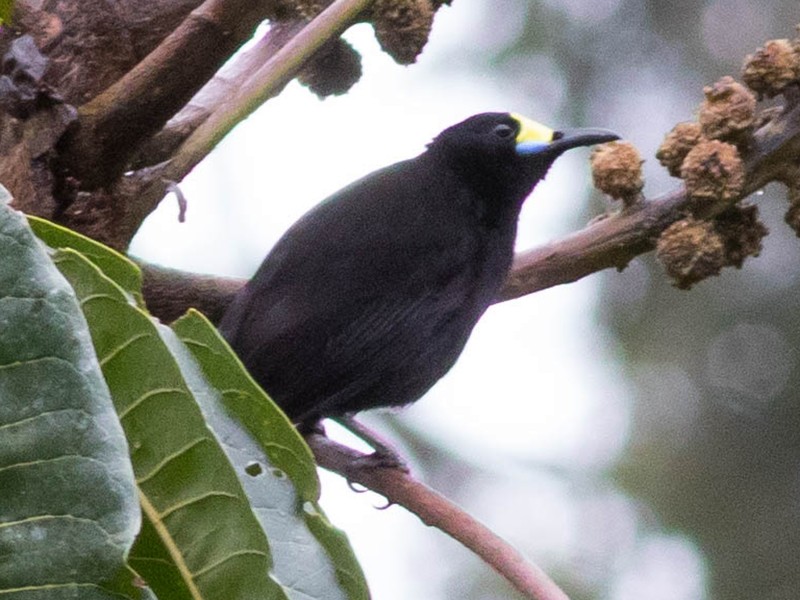 Short-tailed Paradigalla - Doug Gochfeld