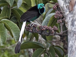 オナガギフチョウ（オス、中国陜西省） s1222