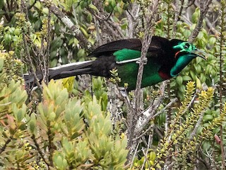 フトオオナガフウチョウ - eBird