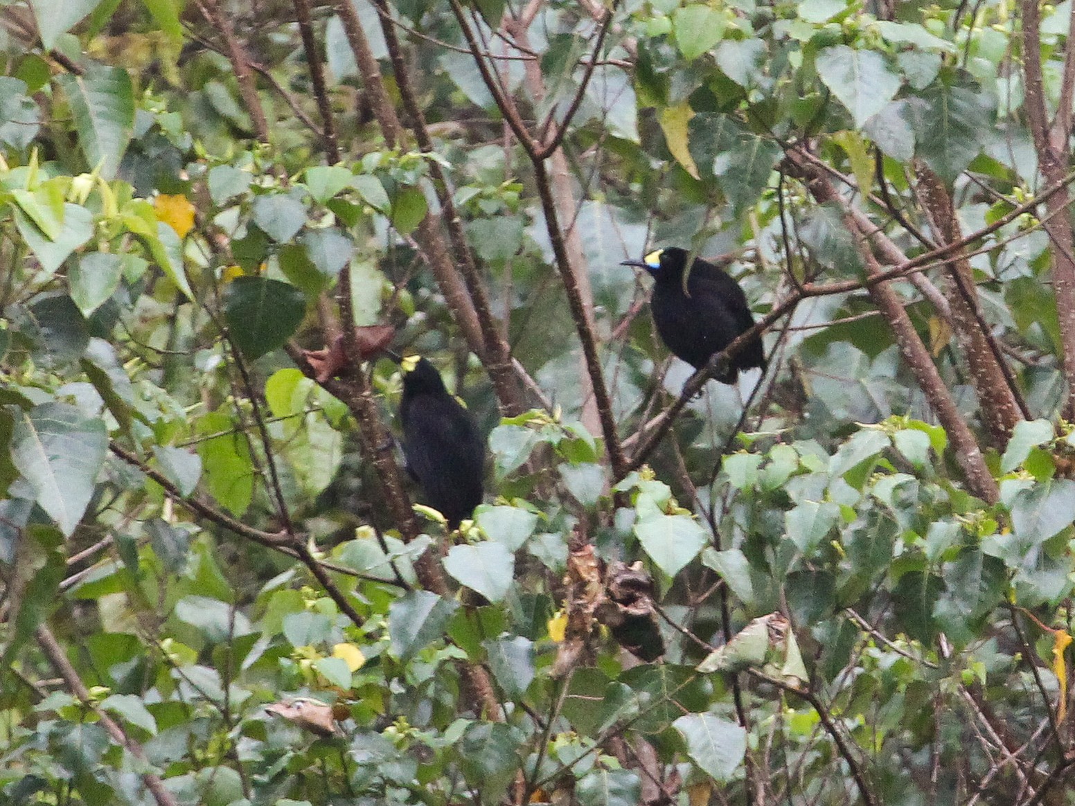 Ave del paraíso colicorta - eBird