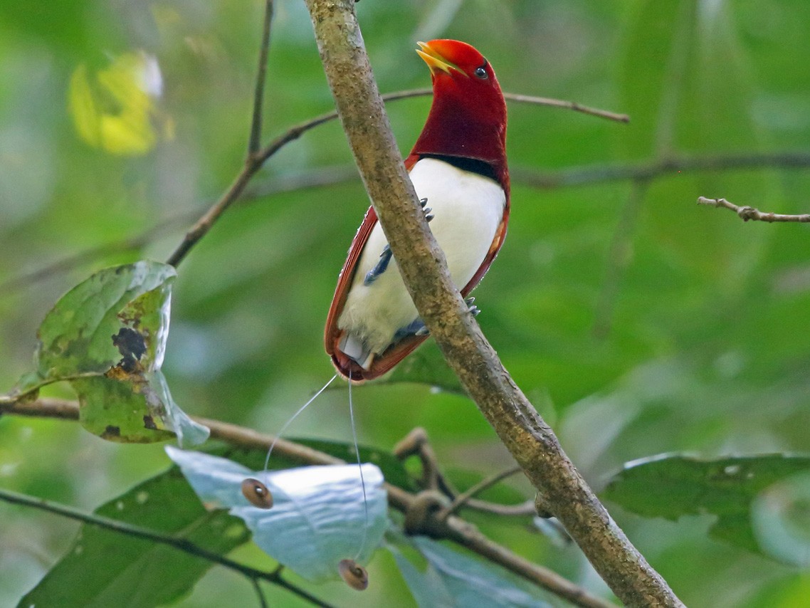 King Bird-of-Paradise - Nigel Voaden