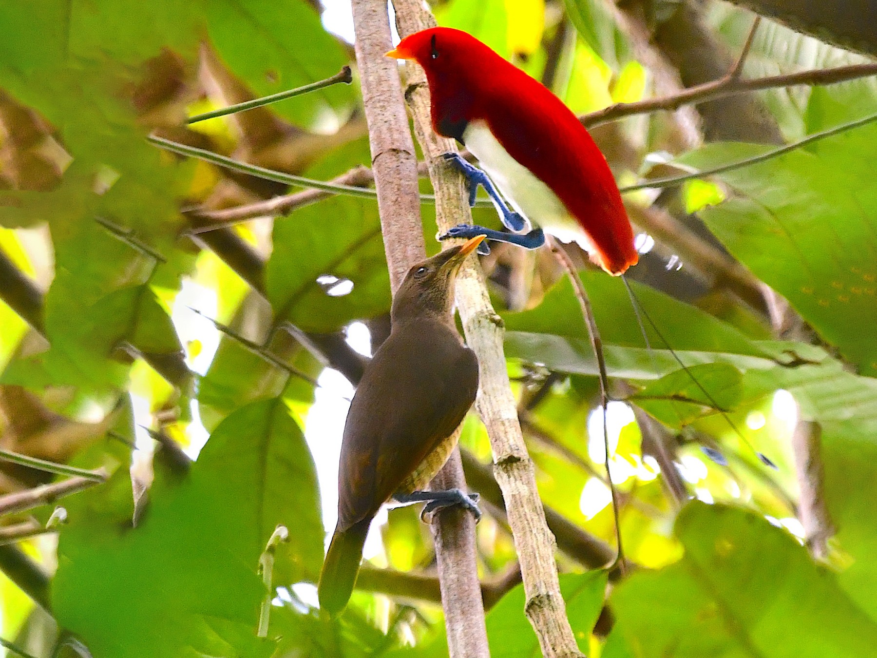 King Bird-of-Paradise - Anonymous